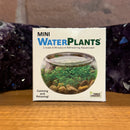 Mini Water Plants