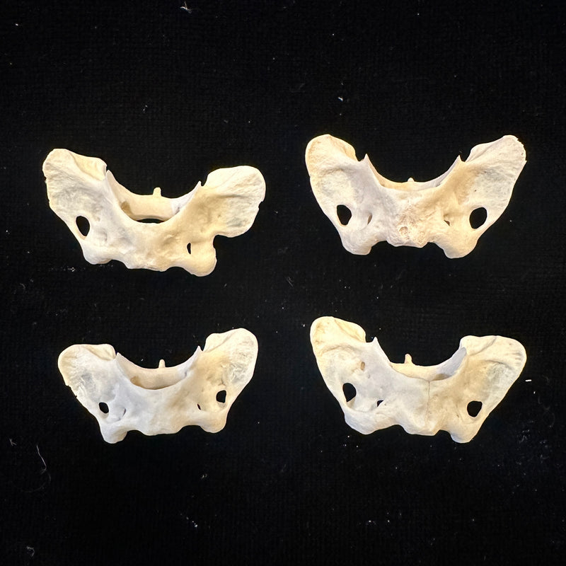 Mink Atlas Bone