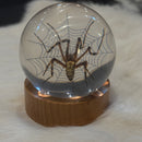 Spider Globe Paperweight with Stand