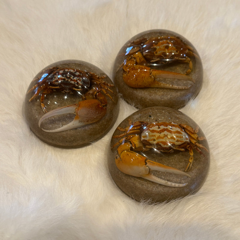 Fiddler Crab Half Dome Paperweight