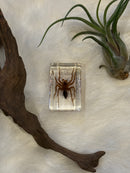 Small Invertebrate Paperweight