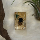 Small Invertebrate Paperweight