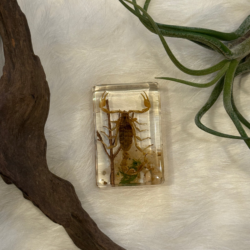 Small Invertebrate Paperweight
