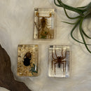 Small Invertebrate Paperweight