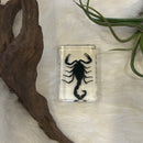 Small Invertebrate Paperweight