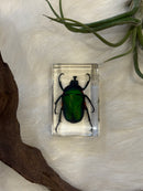 Small Invertebrate Paperweight