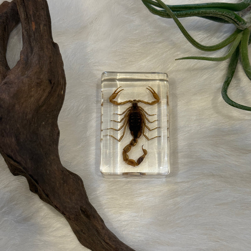 Small Invertebrate Paperweight