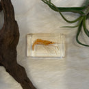 Small Invertebrate Paperweight