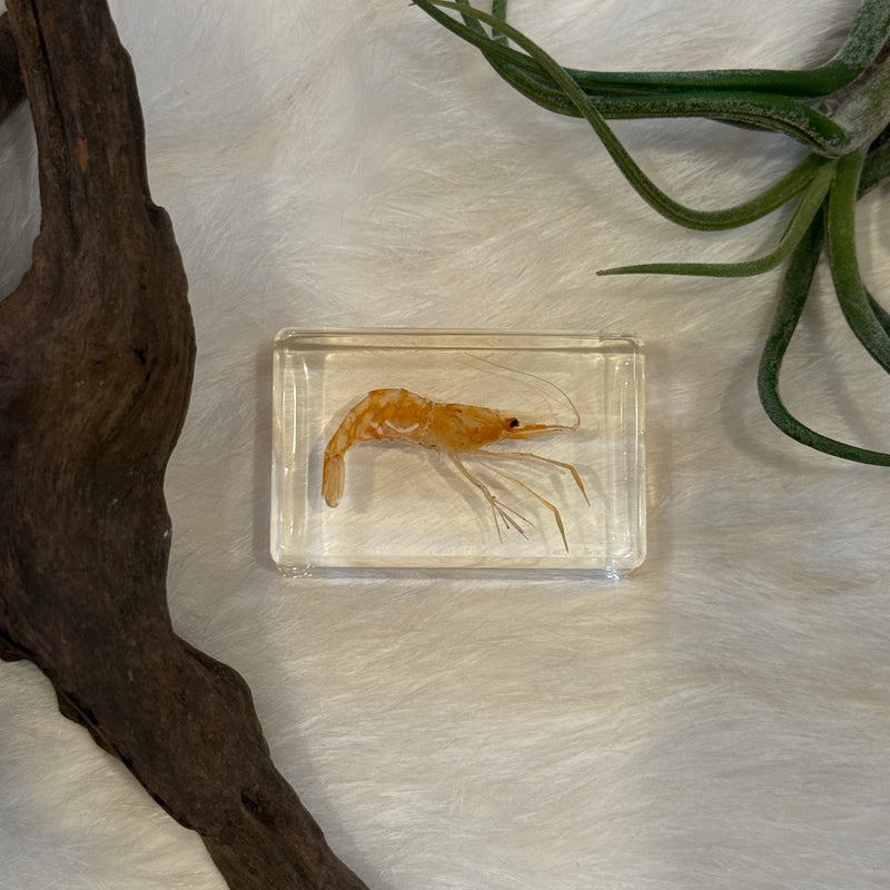 Small Invertebrate Paperweight
