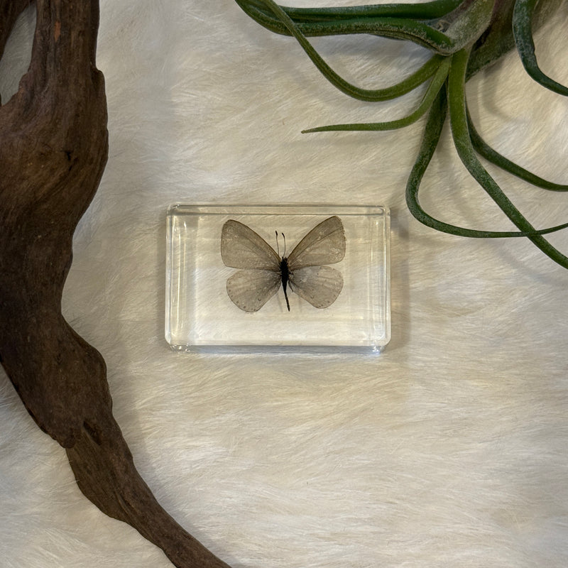 Small Invertebrate Paperweight