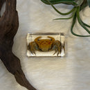 Small Invertebrate Paperweight