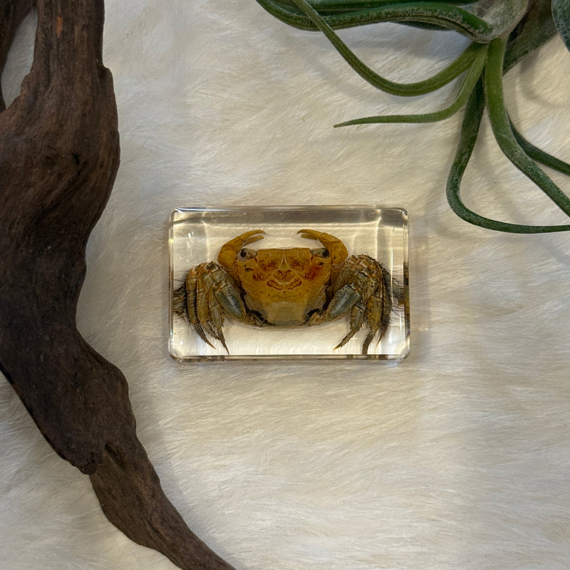 Small Invertebrate Paperweight