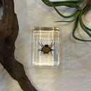 Small Invertebrate Paperweight