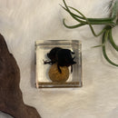 Dung Beetle Paperweight Cube