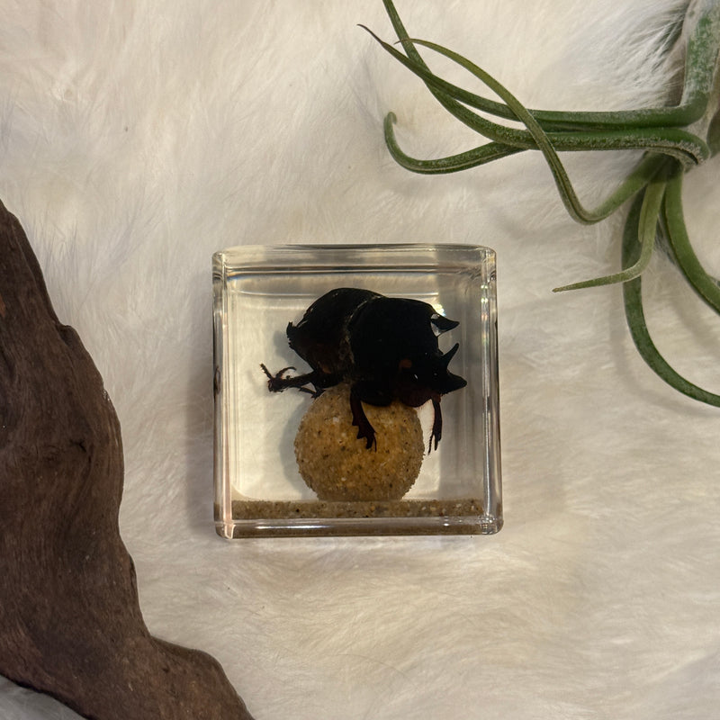 Dung Beetle Paperweight Cube