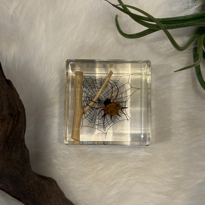 Spiny Spider Paperweight Cube