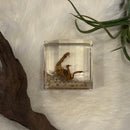 Golden Scorpion Paperweight Cube