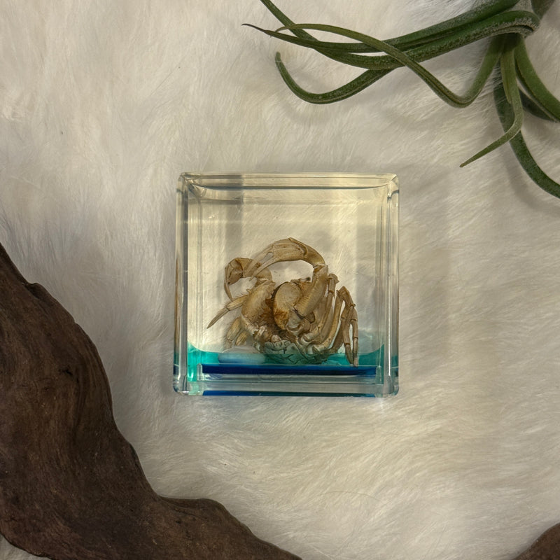 Monk Crab Paperweight Cube