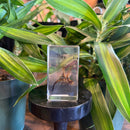 Medium Dragonfly Paperweight