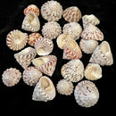 Red Stripe Trocus Shell