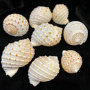 Tonna Tessalata Shell