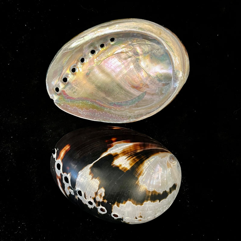 Polished Black Abalone Shell