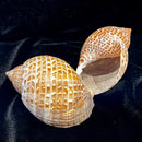 Tonna Perdix Shell