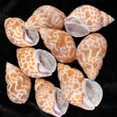 Babylonia Japonica Shell