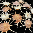 Guildfordia Yoka Shell