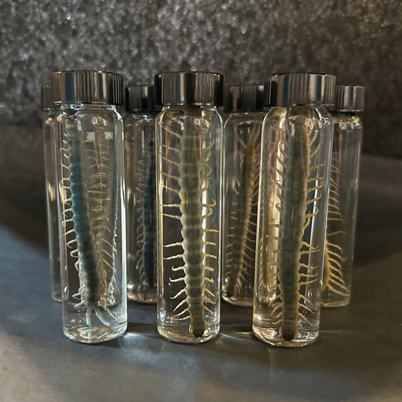 Centipede Wet Specimen