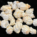 Cancellaria Shell
