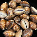 Snake Head Cowrie Shell