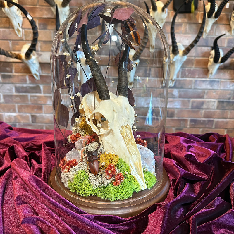 Female Springbok Skull Cloche Dome Display