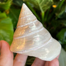 Pearl Troca Shell