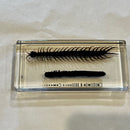Centipede and Millipede Comparison Paperweight