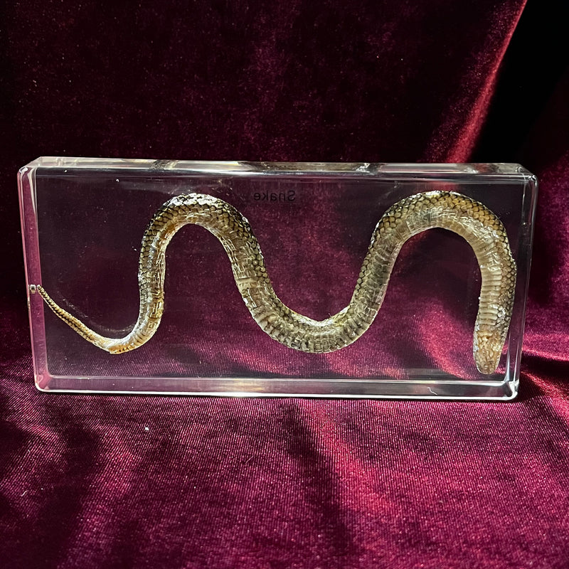 Snake Paperweight