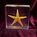 Starfish Paperweight