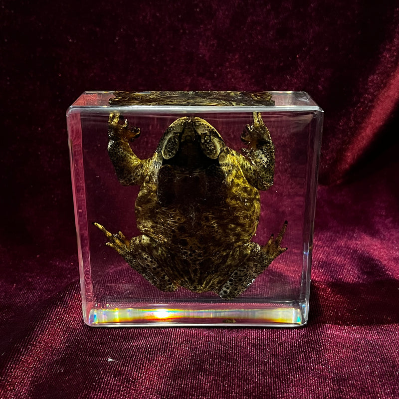 Toad Paperweight