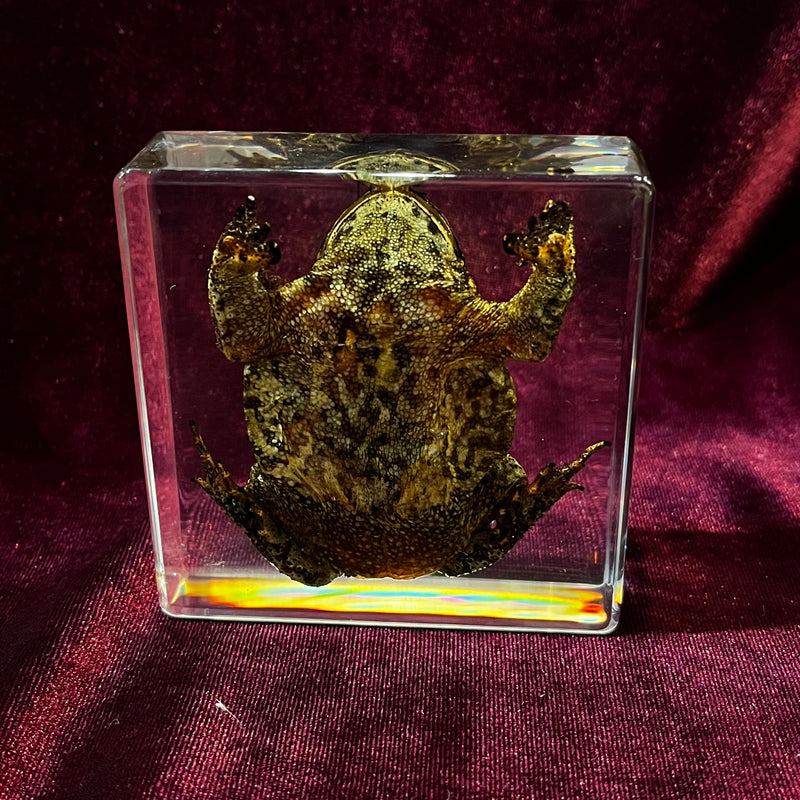 Toad Paperweight