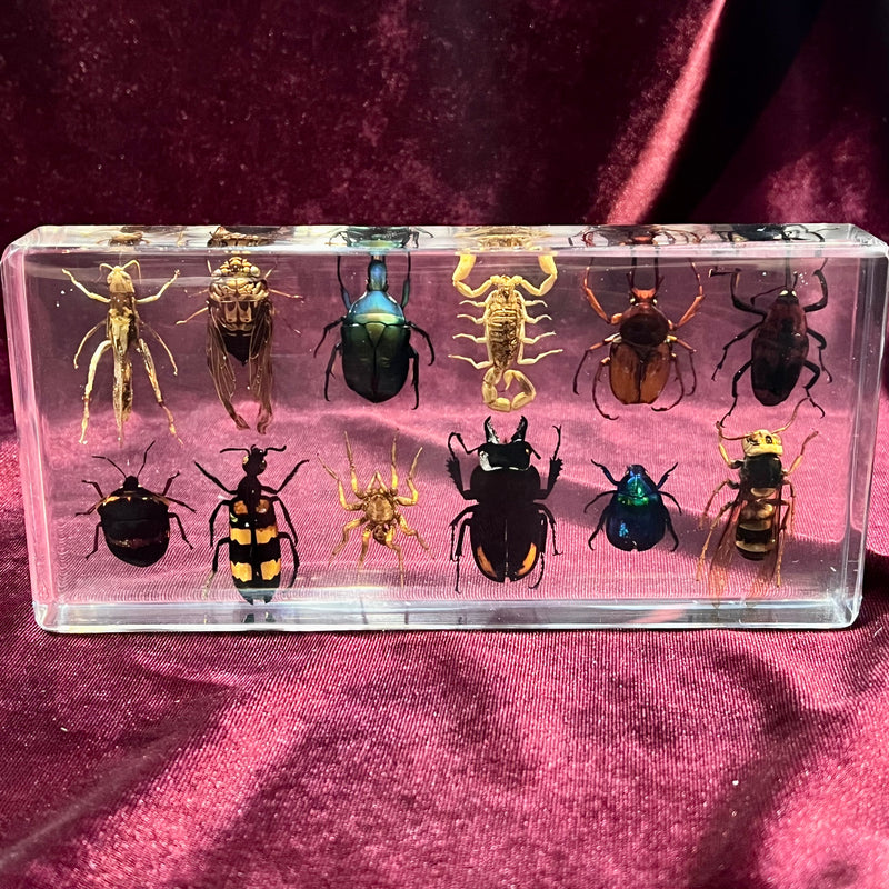12 Insect Collection Paperweight