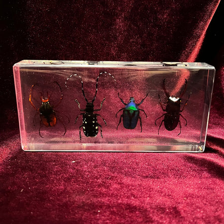 4 Insect Collection Paperweight