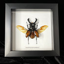 Fighting Giant Stag Beetle in Frame