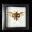 Orthoptera Grasshopper in Frame