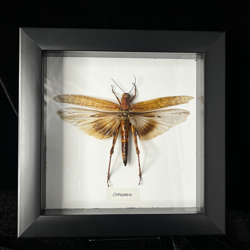 Orthoptera species in Frame