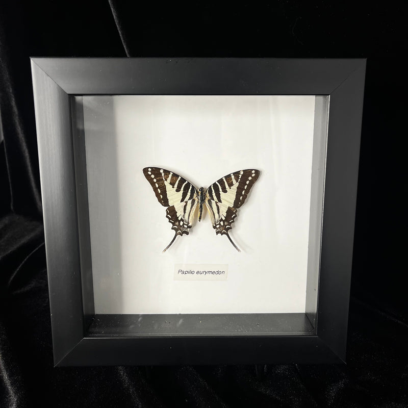 Pale Swallowtail Butterfly in Frame