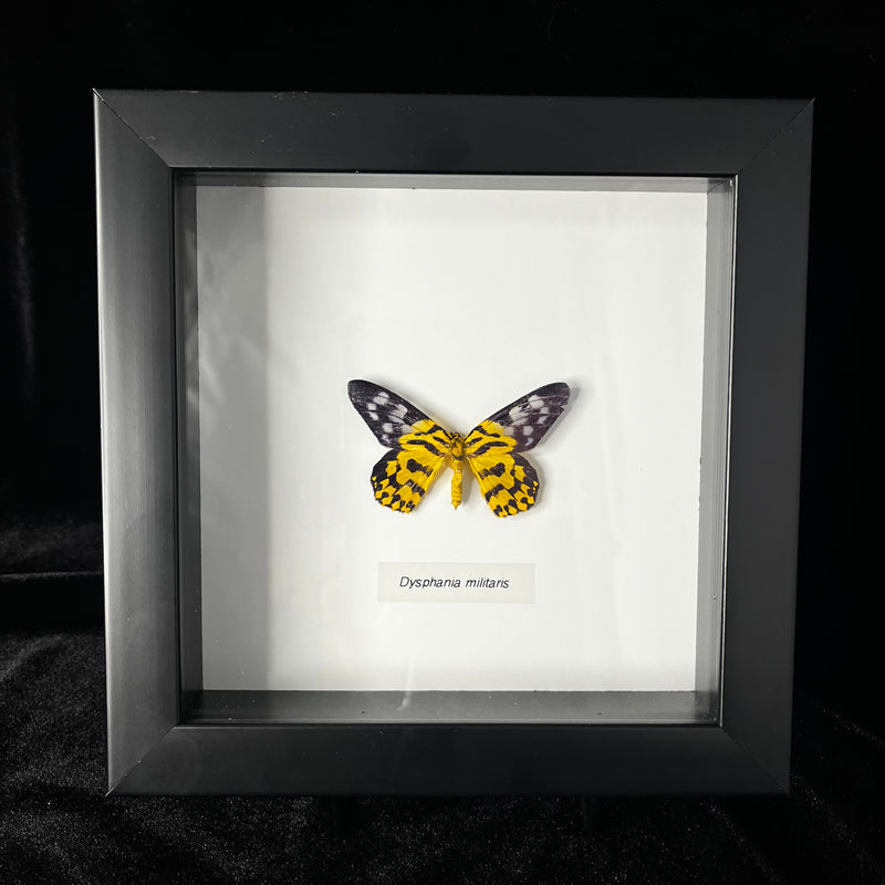 False Tiger Moth in Frame
