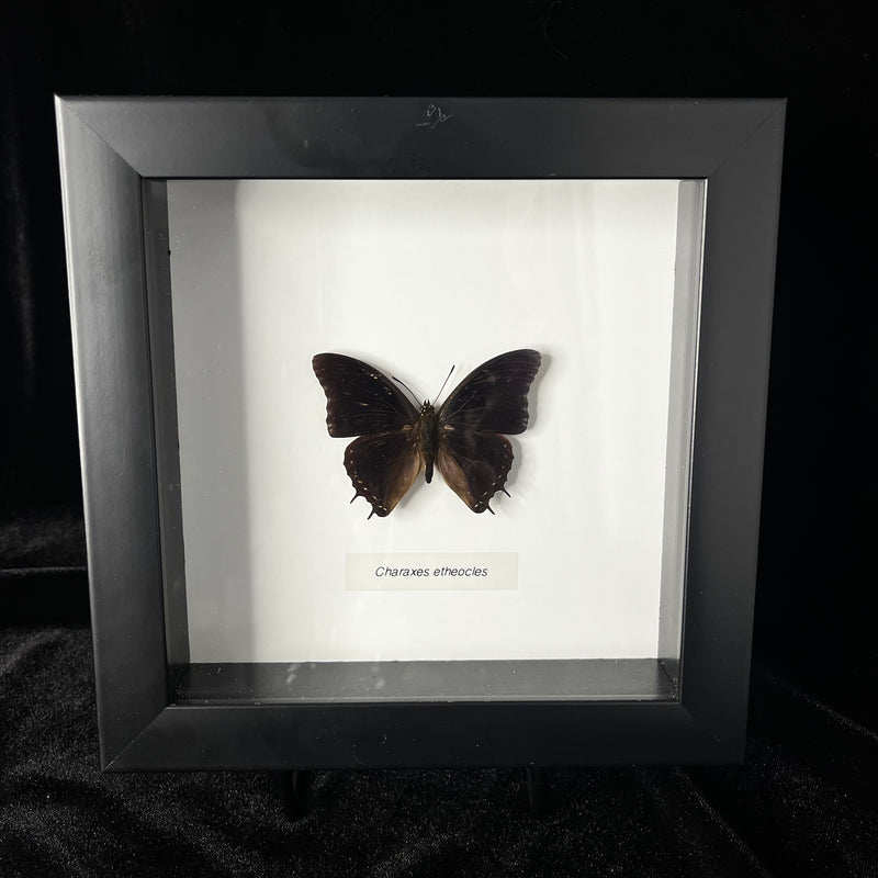 Demon Charaxes Butterfly in Frame