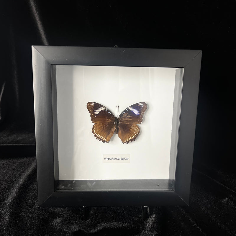 Great Eggfly Butterfly in Frame