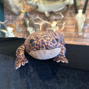 Lifelike Giant Chinese Salamander Plush Toy