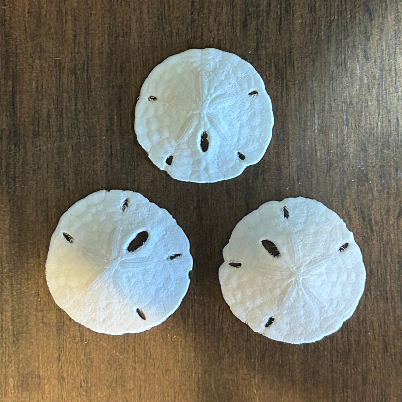 Florida Sand Dollar